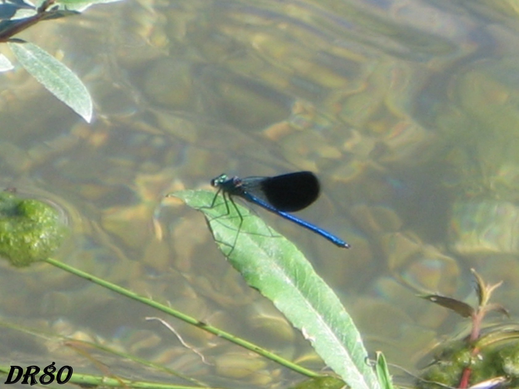 Altra libellula da determinare!